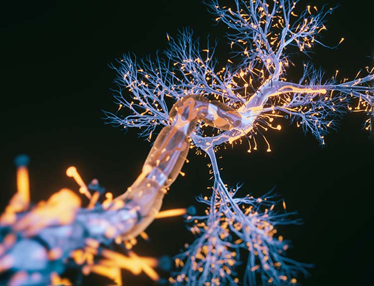 Neurons