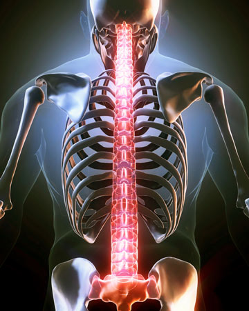 Spine part of human skeleton computer-generated illustration