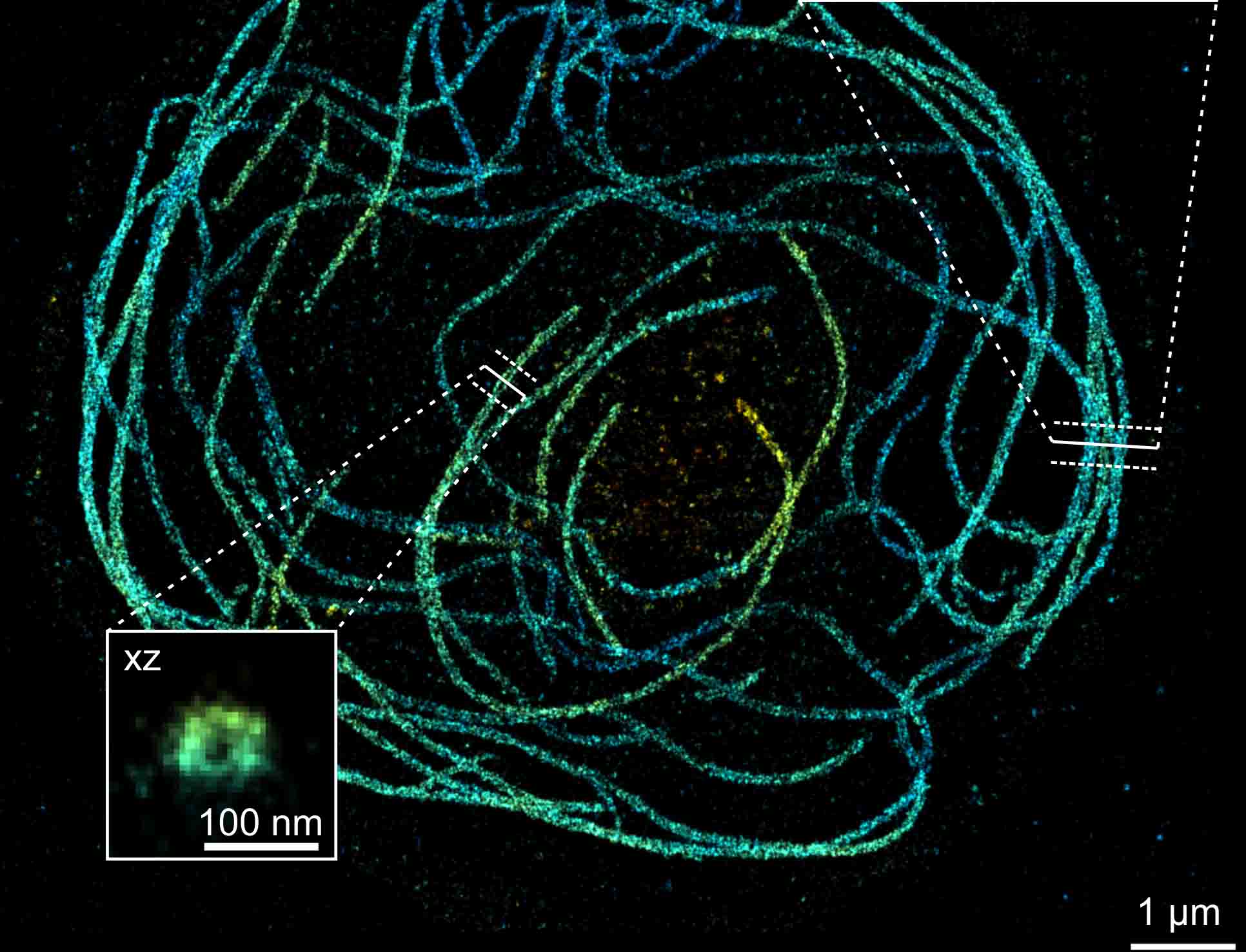 Super microscopy blood platelet Nanoscale super-resolution image showing the hollow structure of microtubules in a blood platelet taken in Dr Schoen's laboratory.