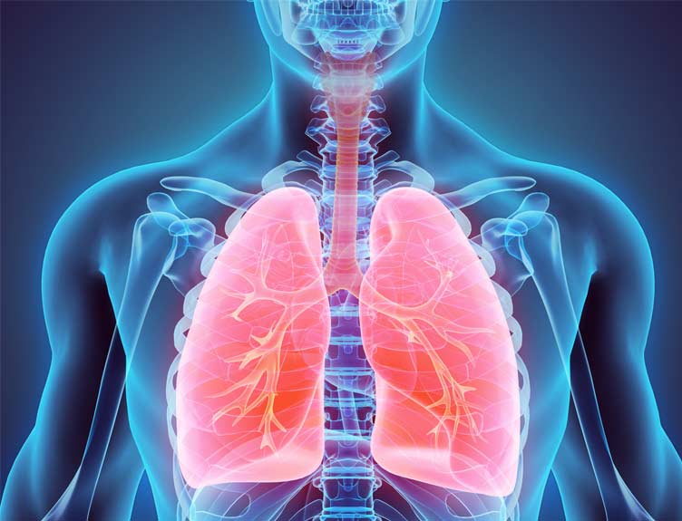 lungs graphic lungs graphic