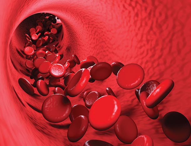 Vascular biology research