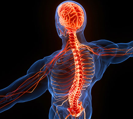 Illustrated picture of the human nervous system